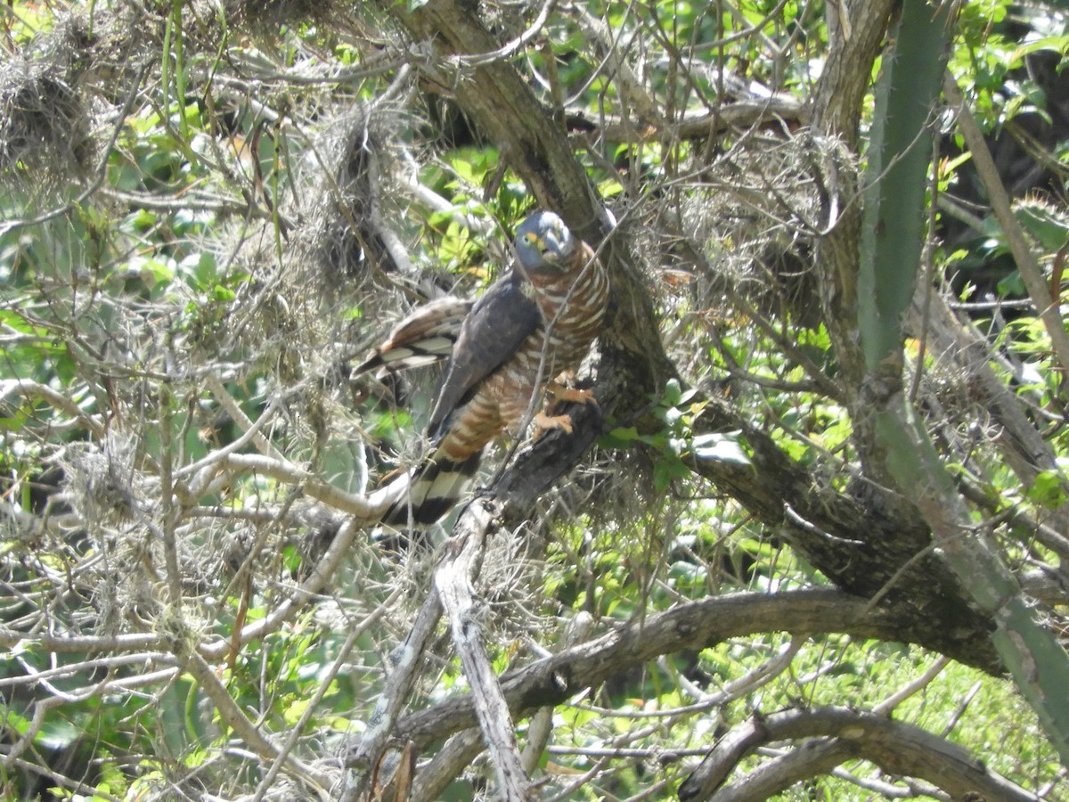 Hook-billed Kite - ML646494724