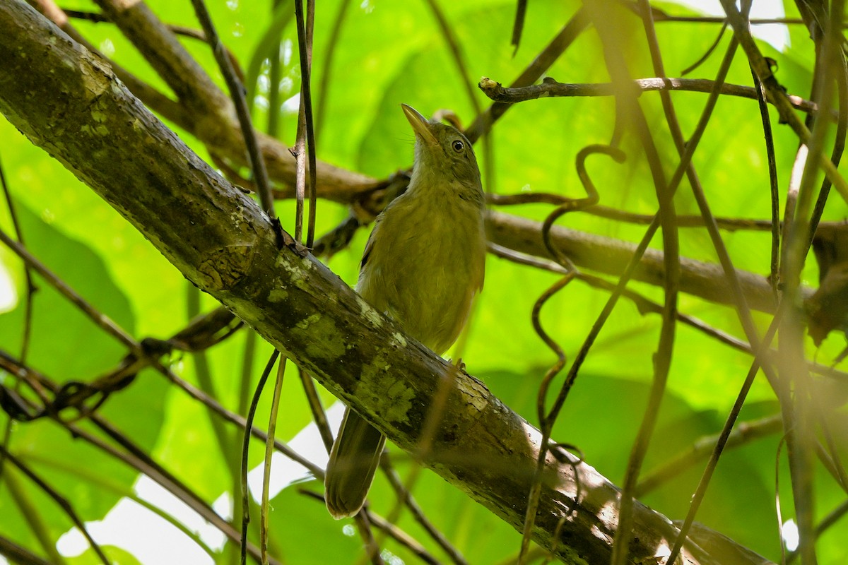 Little Shrikethrush - ML646494727