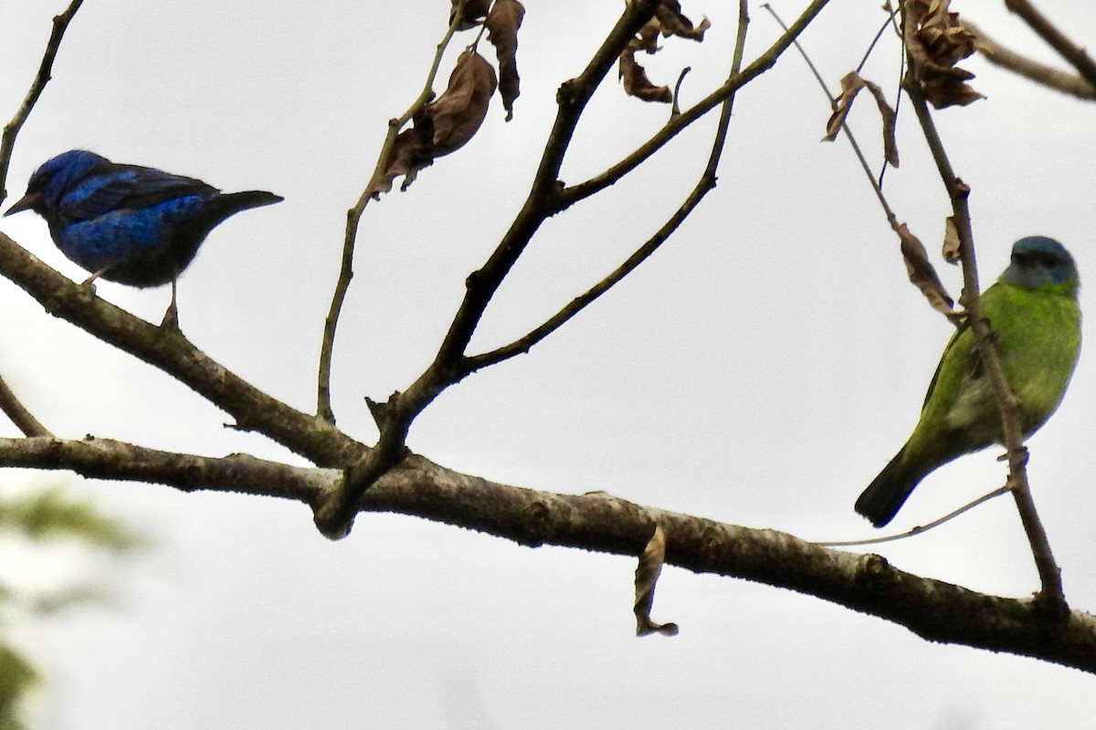 Dacnis Azul - ML646494728