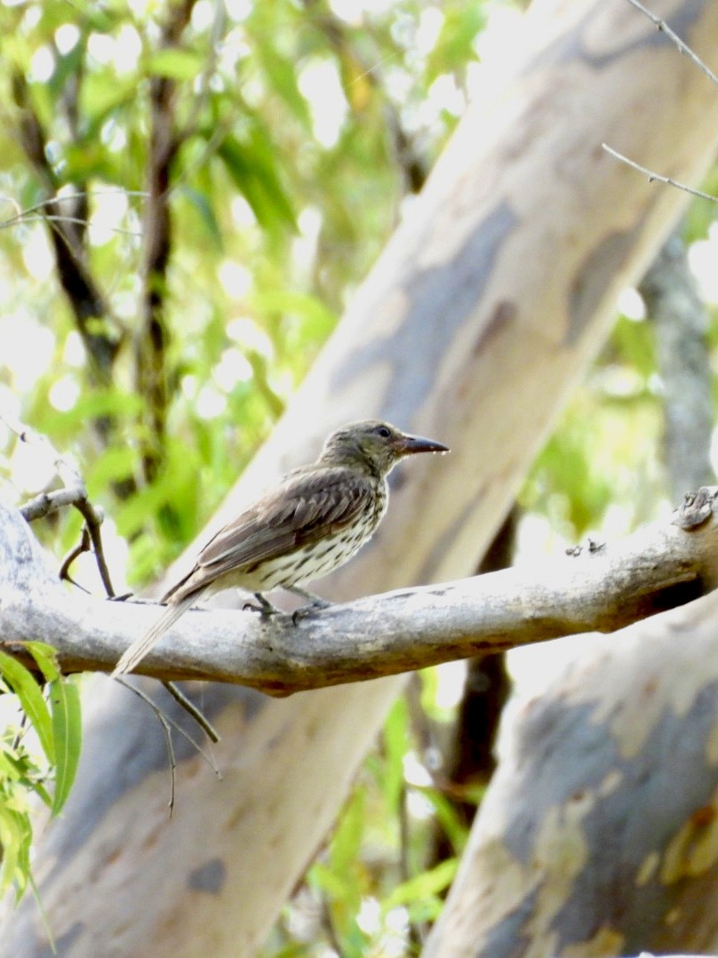 Olive-backed Oriole - ML646494729