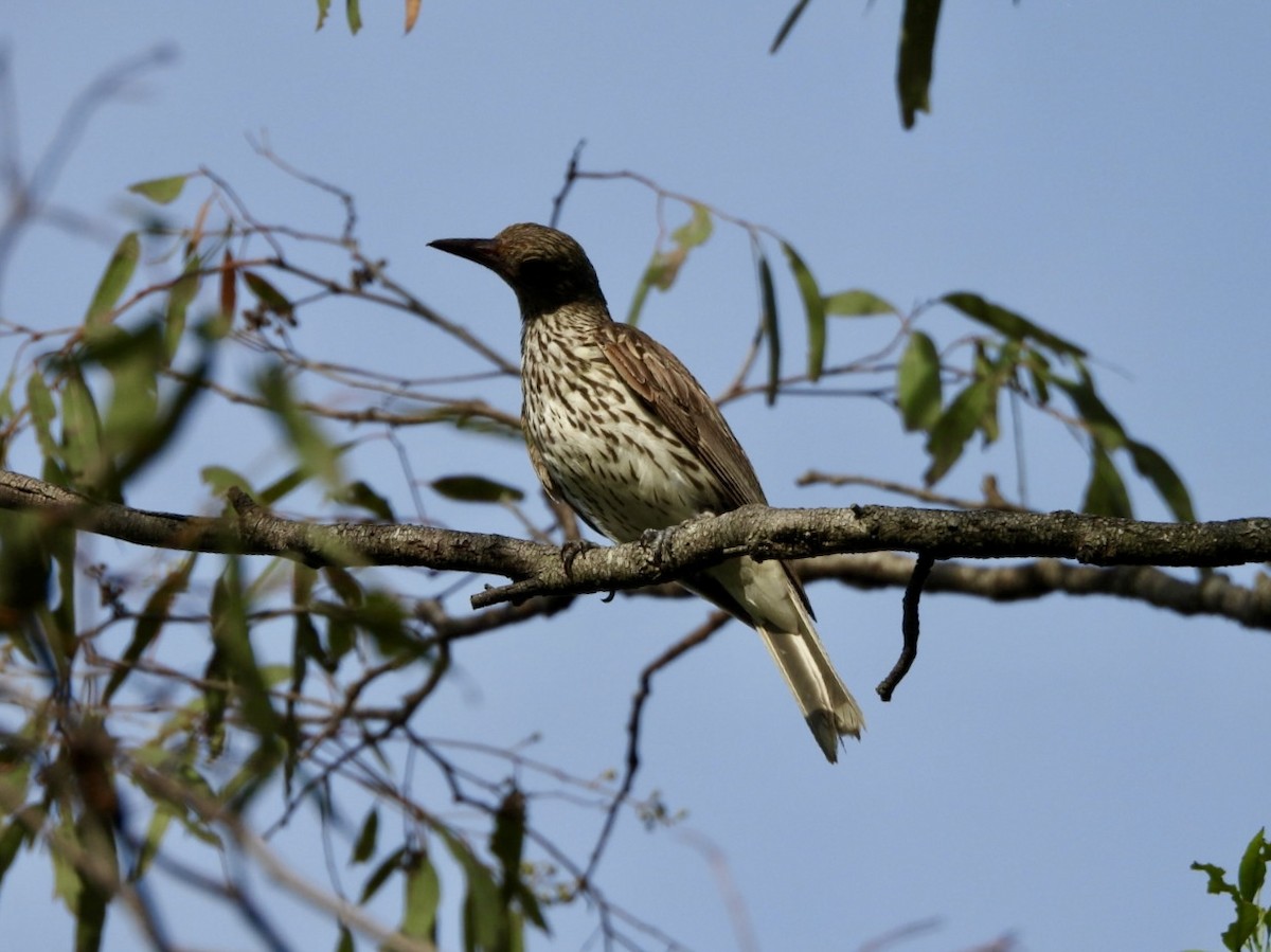 Olive-backed Oriole - ML646494730