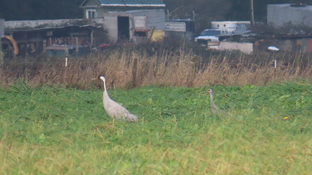 Common Crane - ML646494731