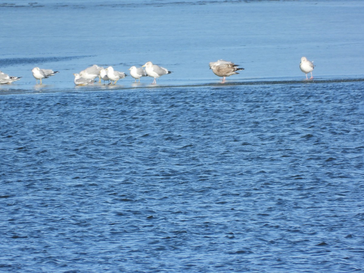 American Herring Gull - ML646494732