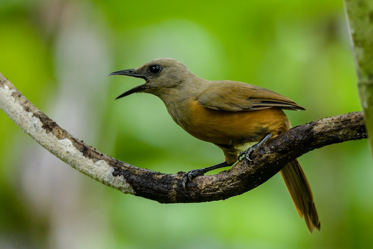Raja Ampat Pitohui - ML646494734