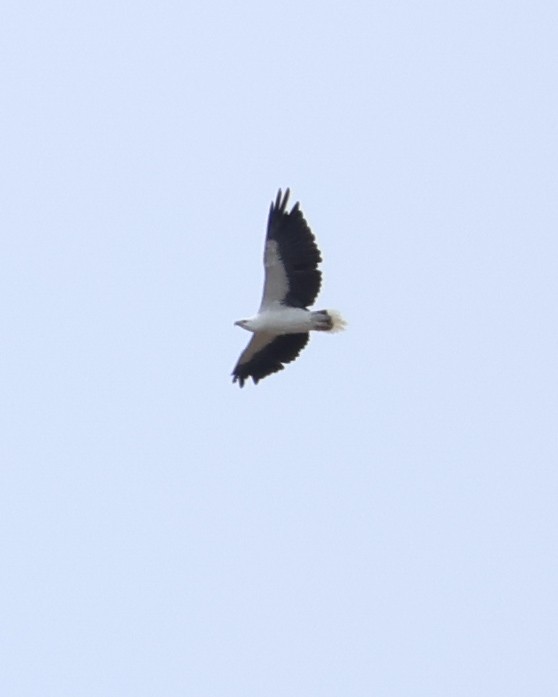 White-bellied Sea-Eagle - ML646494737
