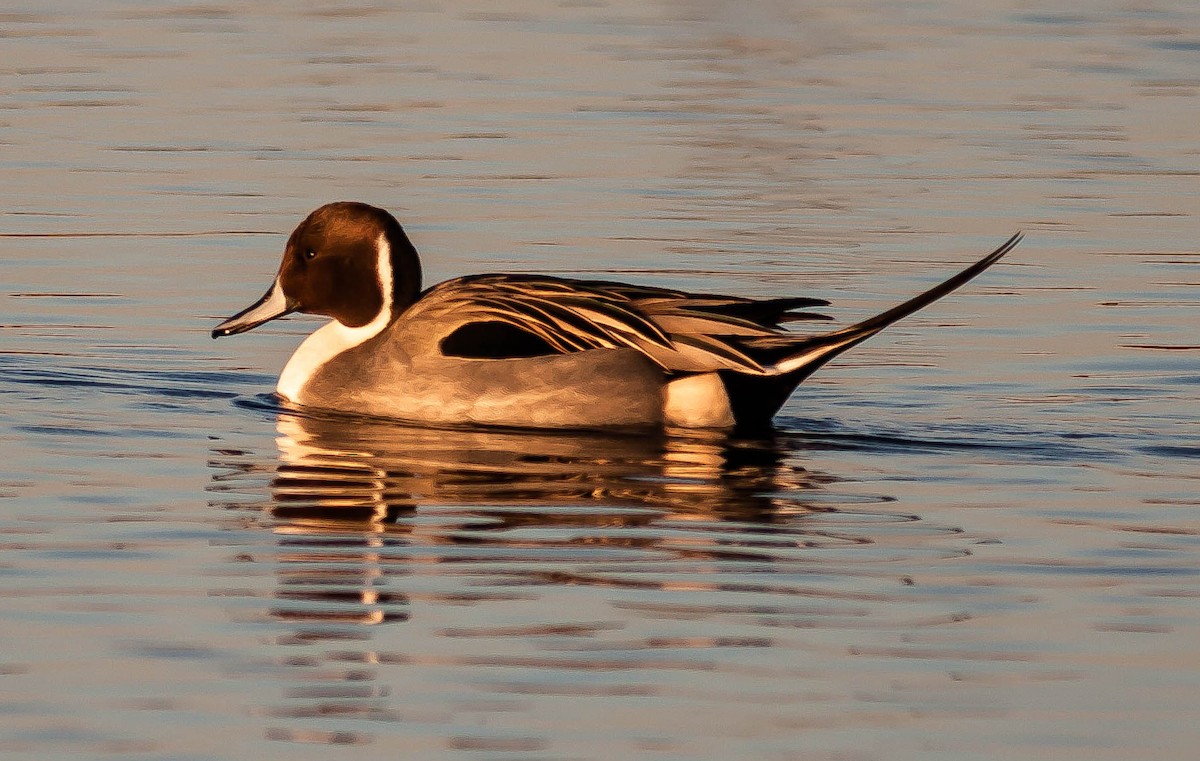 Northern Pintail - ML646494738