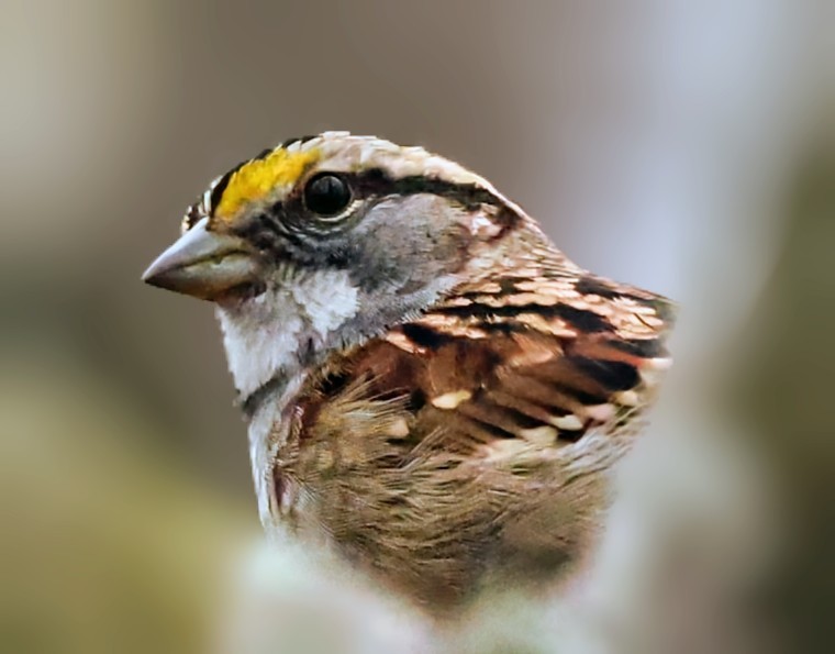 White-throated Sparrow - ML646494739