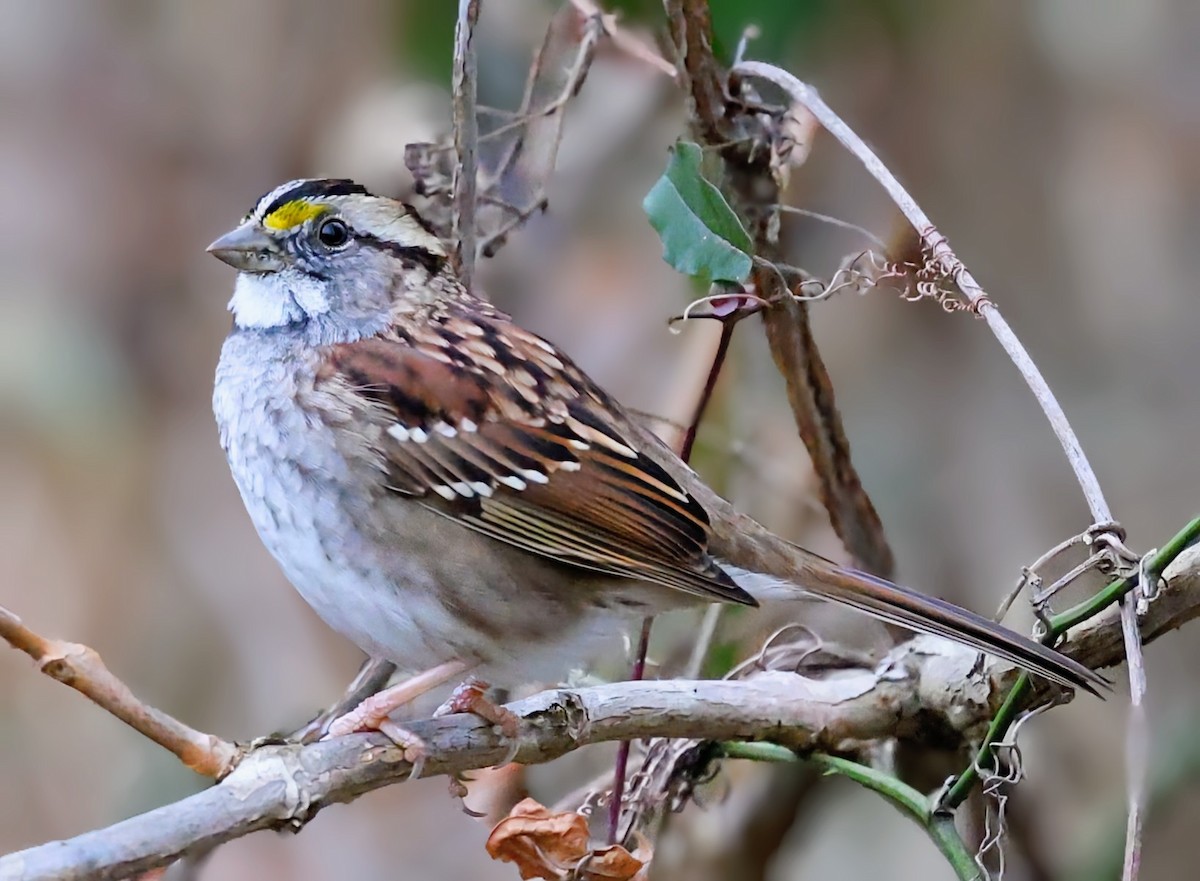 White-throated Sparrow - ML646494740