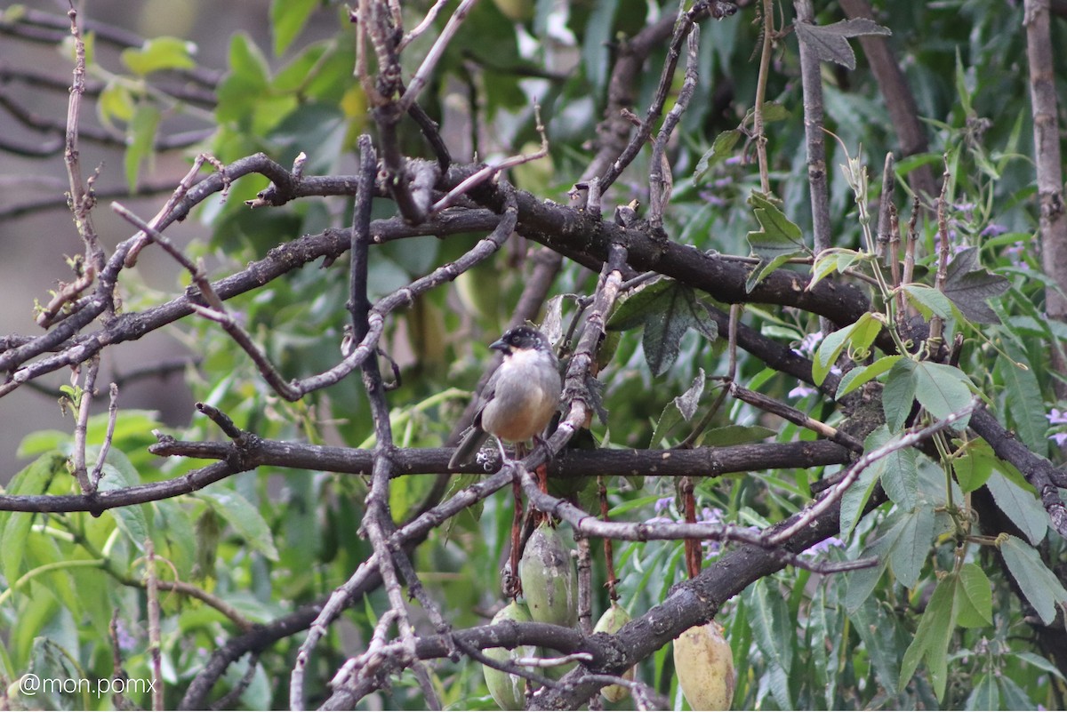 Rusty-bellied Brushfinch - ML646494741
