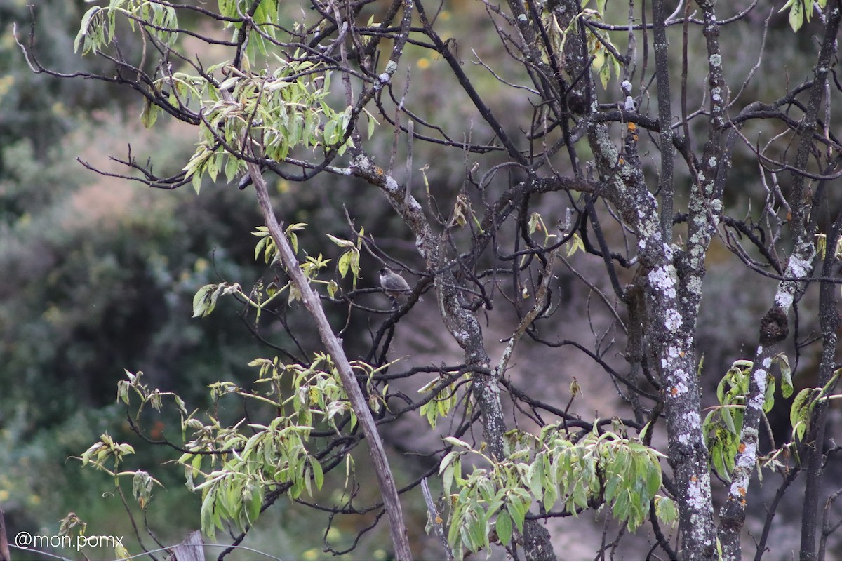 Rusty-bellied Brushfinch - ML646494742
