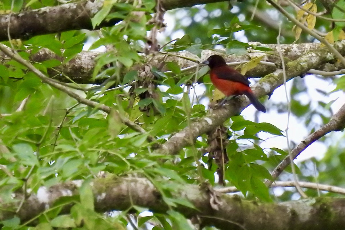 Crimson-backed Tanager - ML646494743