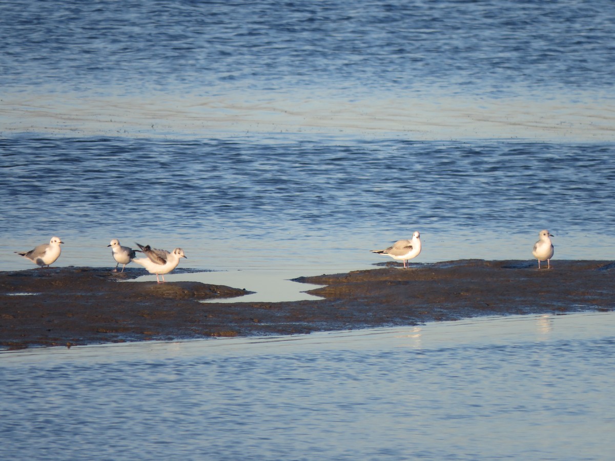 Bonaparte's Gull - ML646494744
