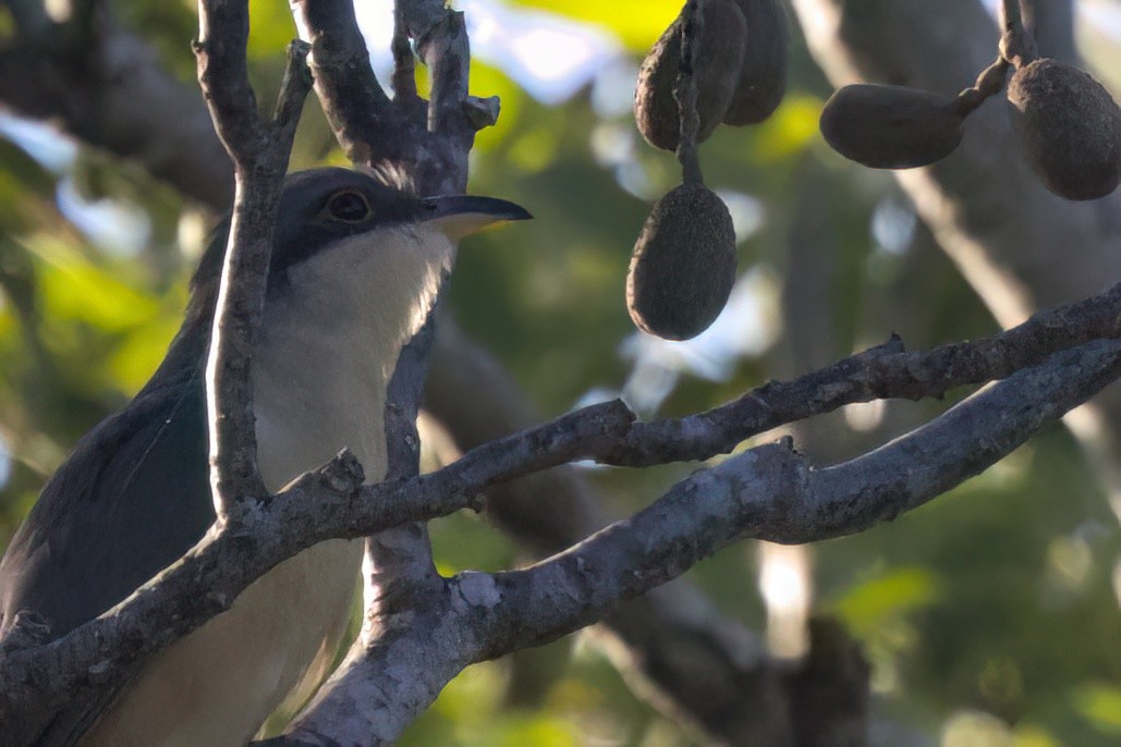 Mangrove Cuckoo - ML646494745