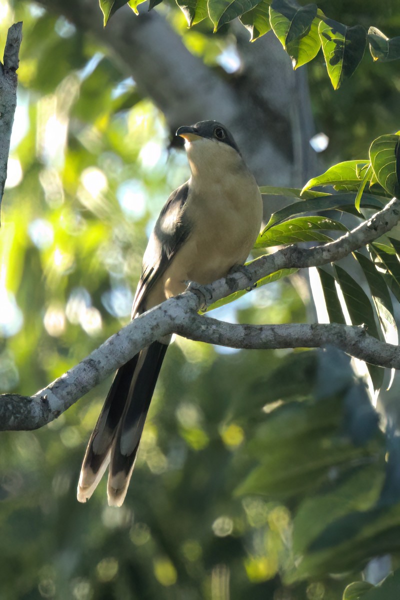 Mangrove Cuckoo - ML646494746