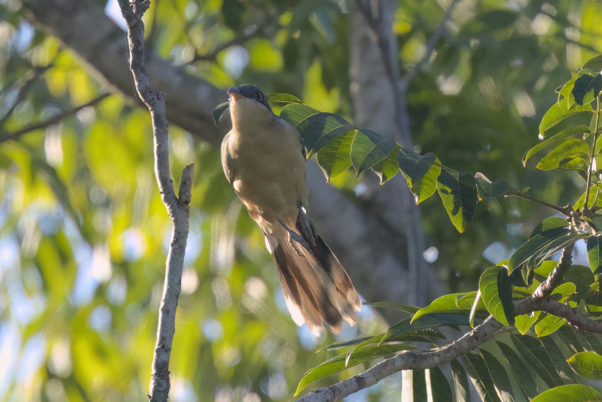 Mangrove Cuckoo - ML646494747