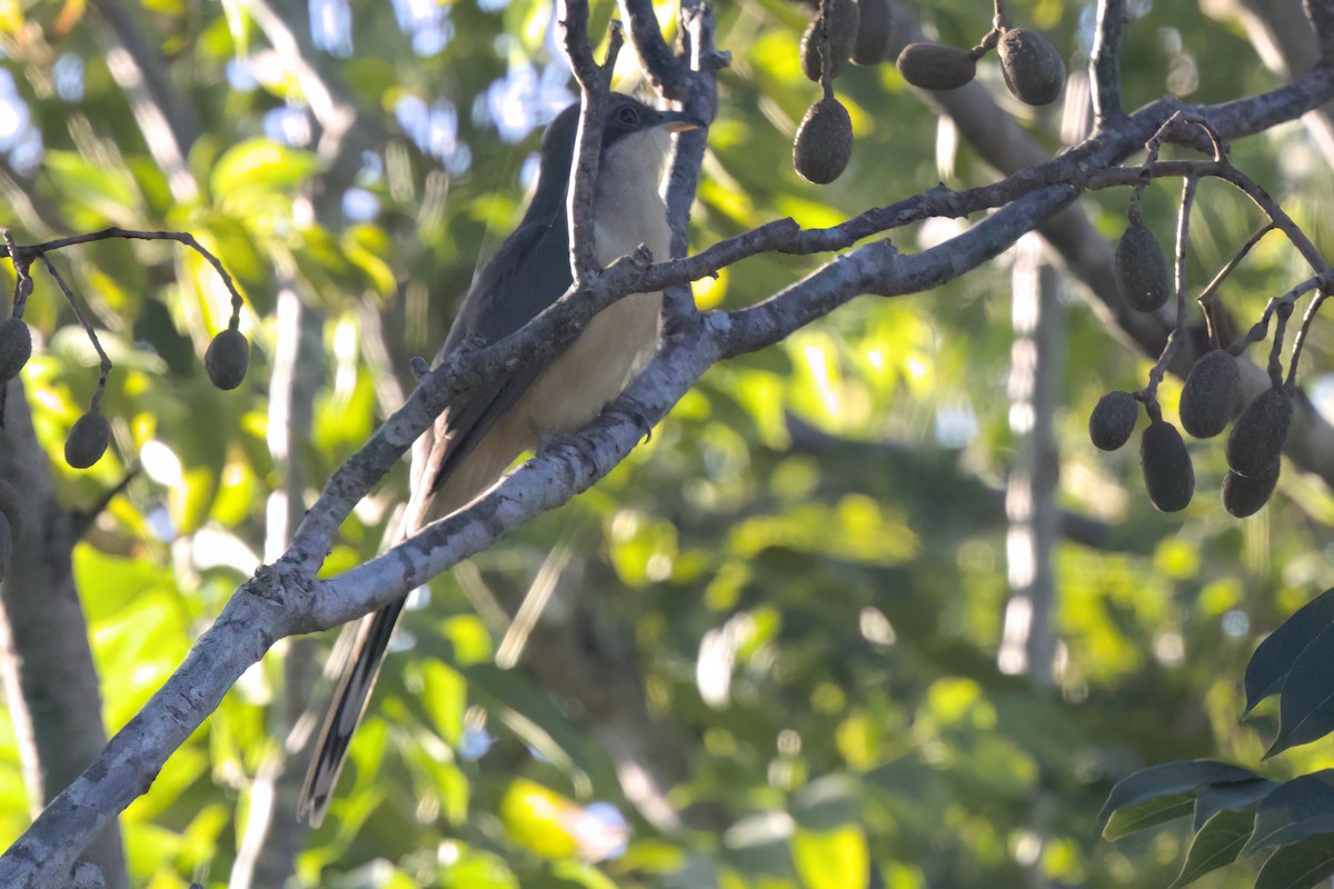 Mangrove Cuckoo - ML646494748