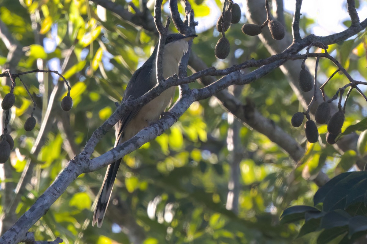 Mangrove Cuckoo - ML646494749