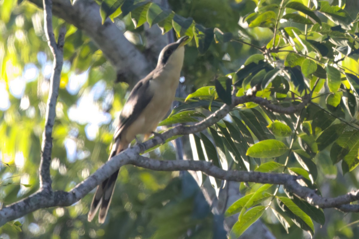 Mangrove Cuckoo - ML646494750