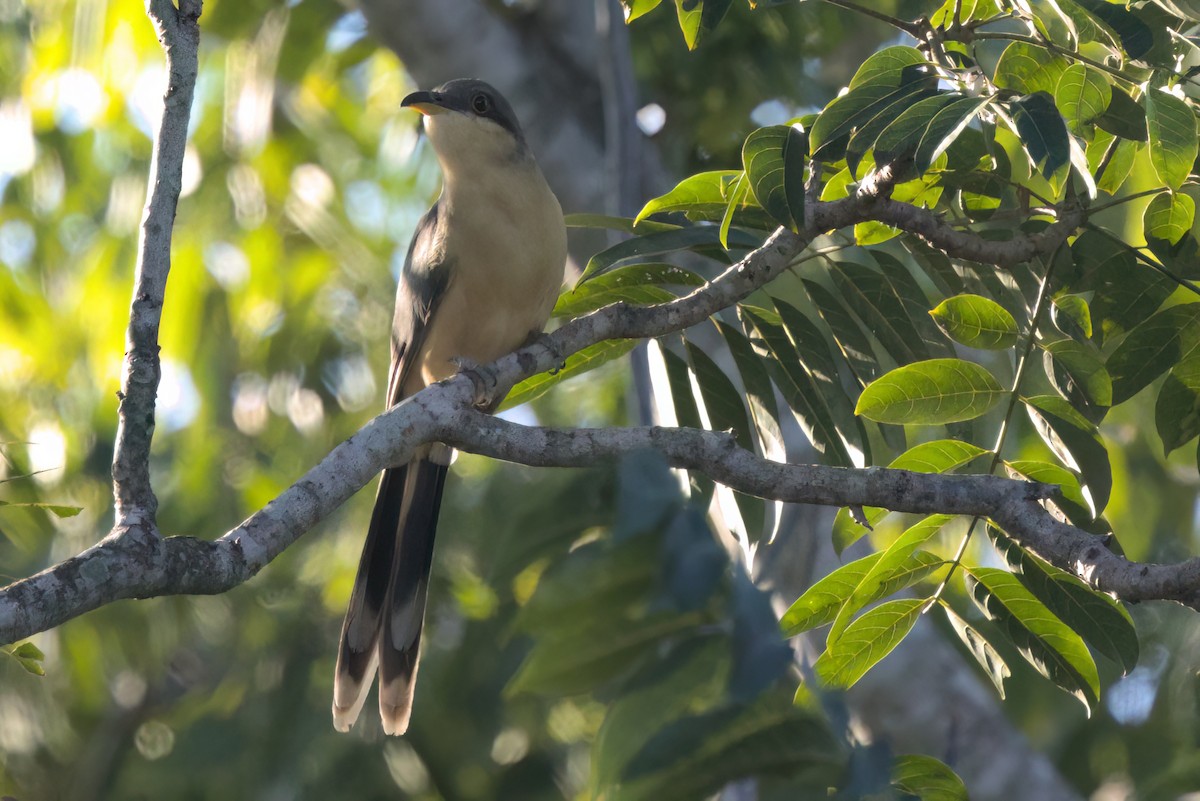 Mangrove Cuckoo - ML646494751