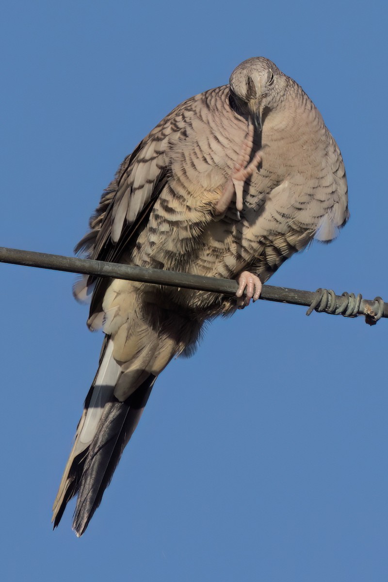 Inca Dove - ML646494753