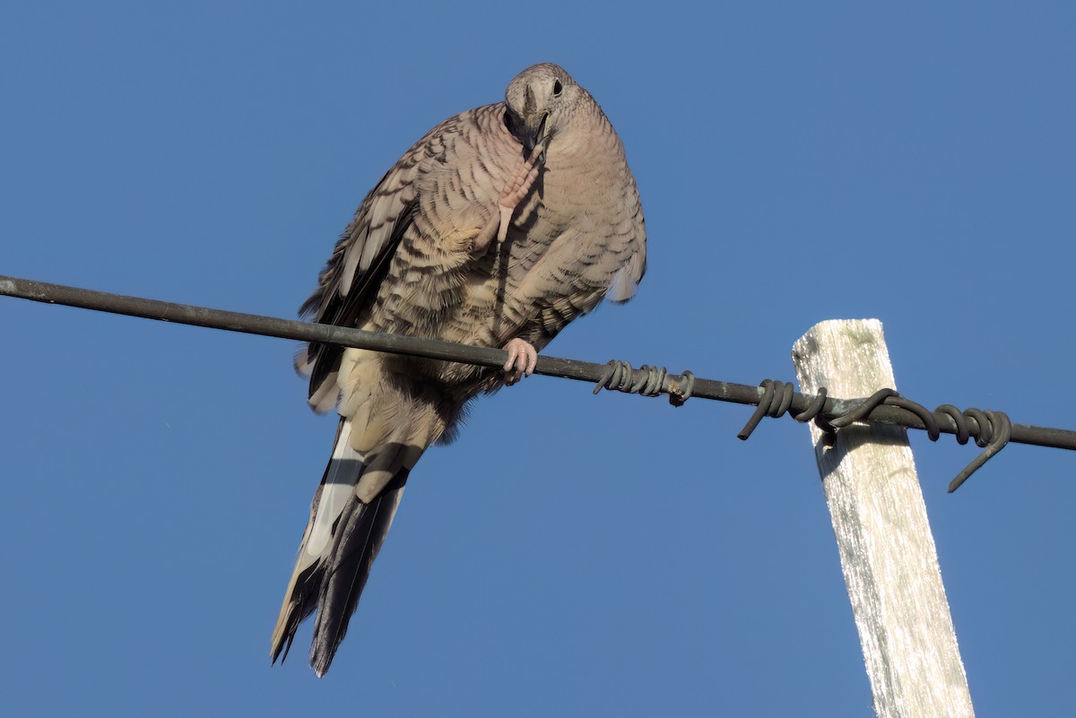 Inca Dove - ML646494754