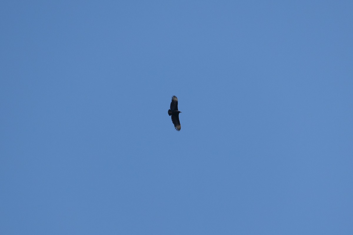 Black Vulture - ML646494756