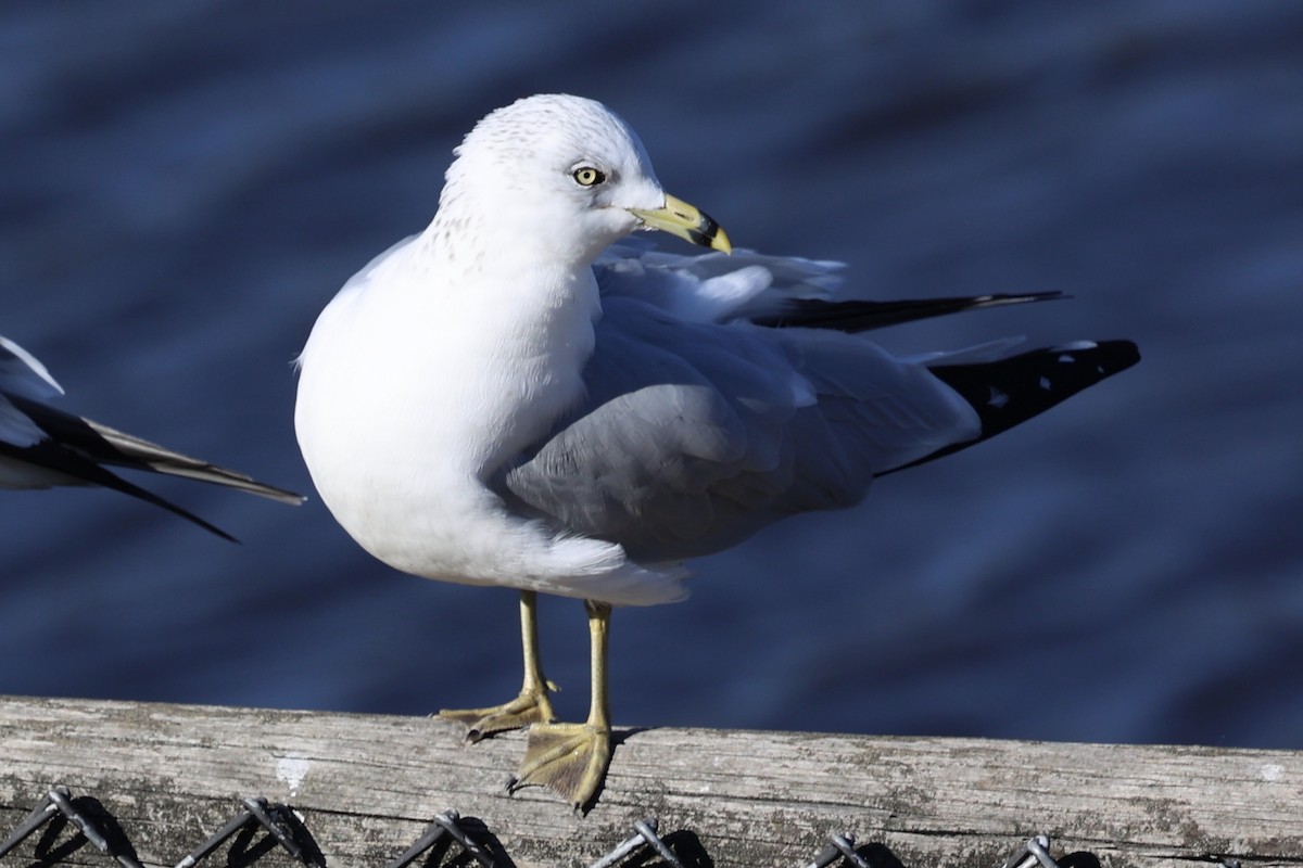 Ring-billed Gull - ML646494758