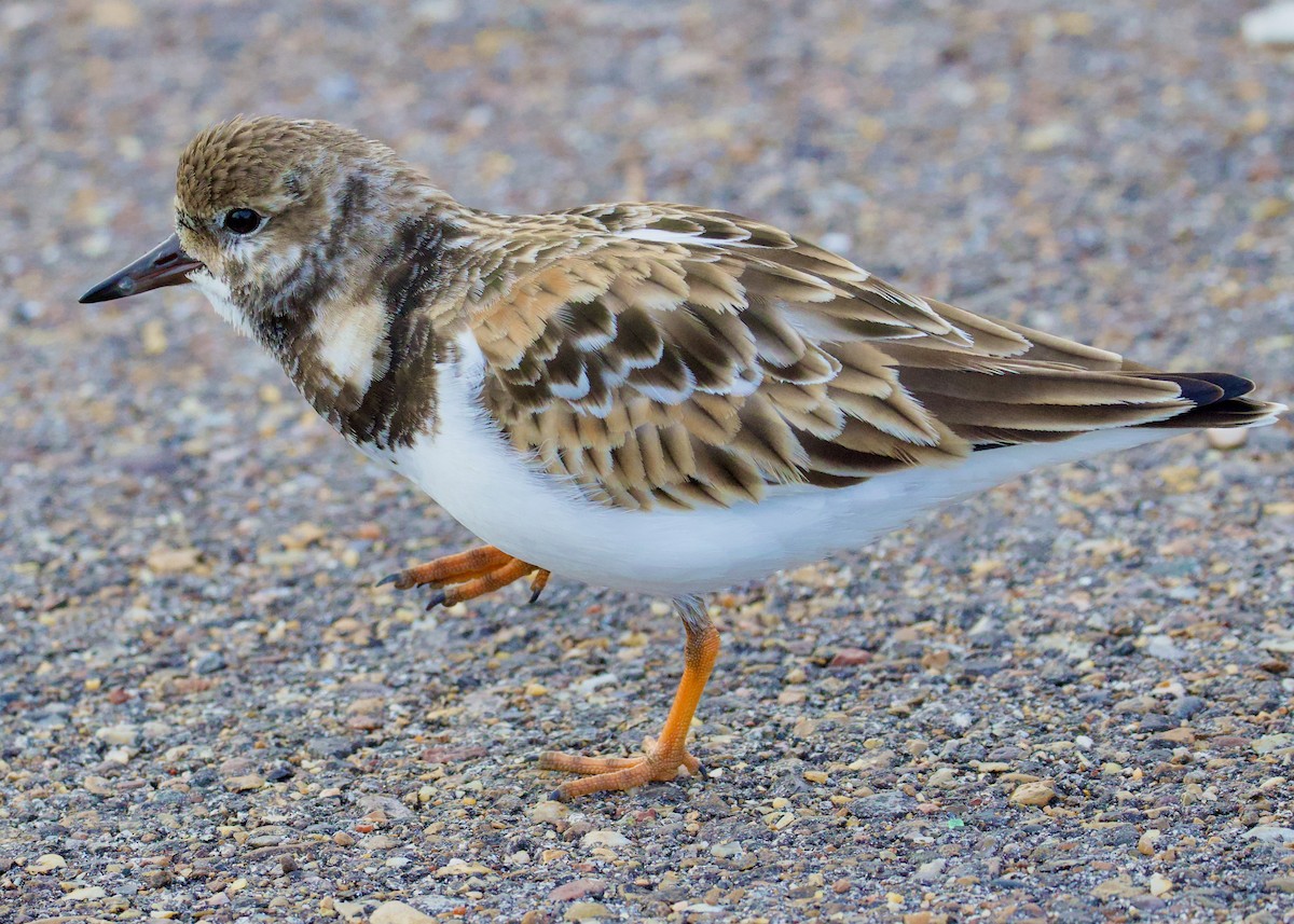 kamenáček pestrý - ML646494762