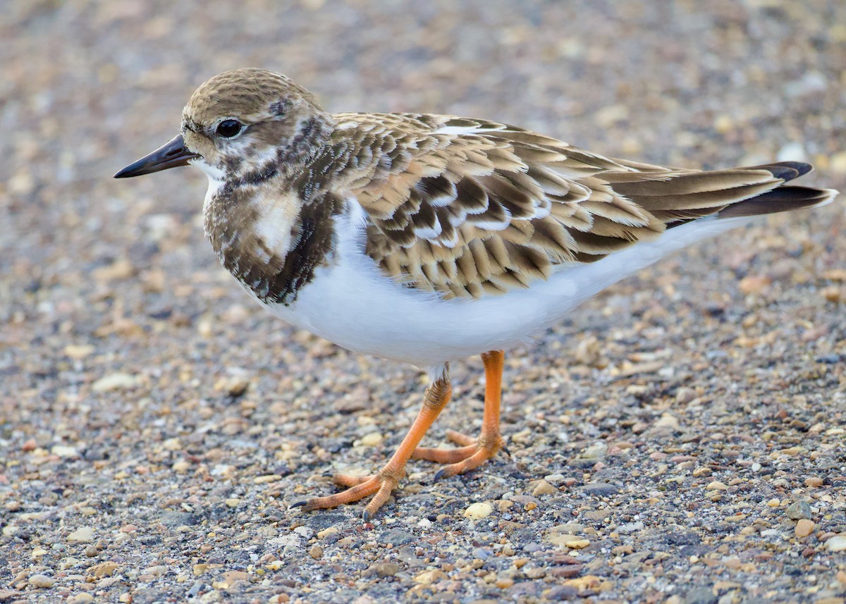 kamenáček pestrý - ML646494763