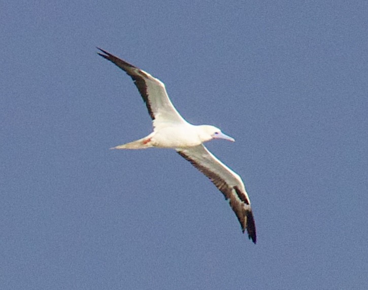 סולה אדומת-רגל - ML646494780