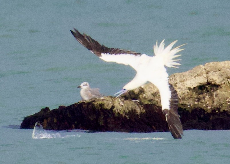 סולה אדומת-רגל - ML646494782