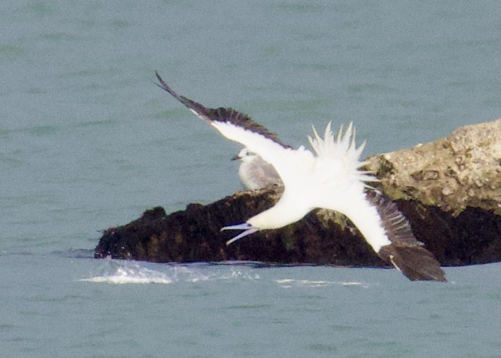 סולה אדומת-רגל - ML646494783