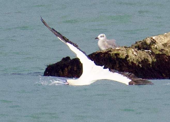 סולה אדומת-רגל - ML646494784