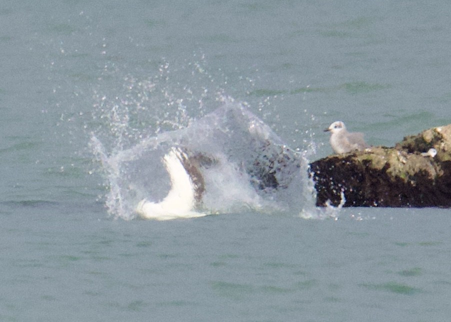 סולה אדומת-רגל - ML646494785