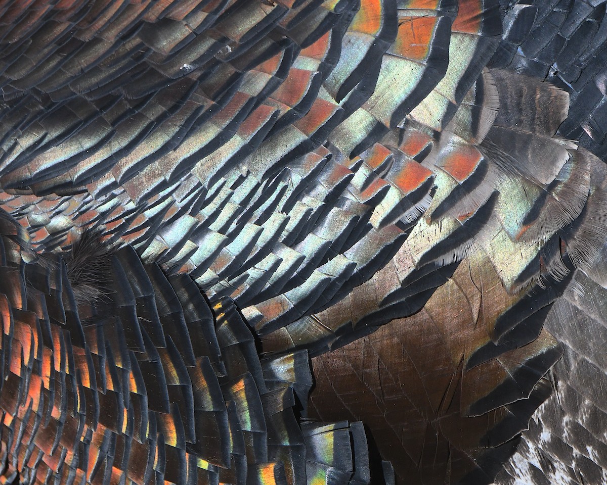 Tacchino selvatico - ML646494788