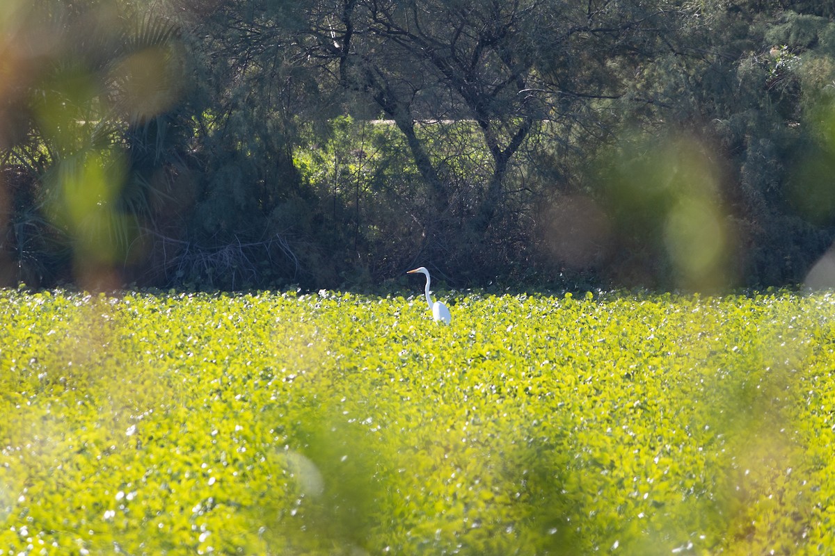 Airone bianco maggiore - ML646494789