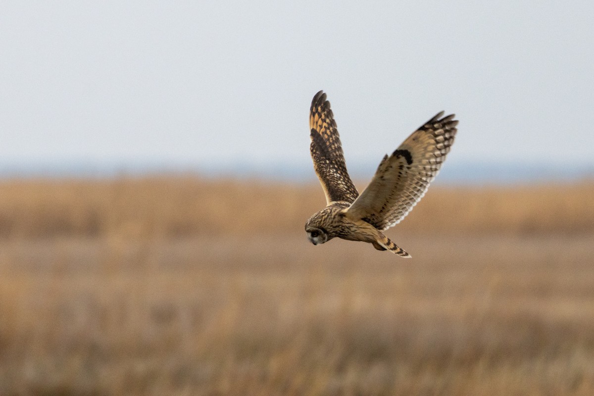 Búho Campestre (Norteño) - ML646494790