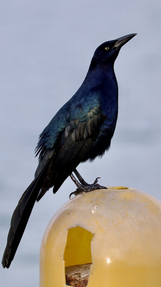 vlhovec velkoocasý - ML646494791