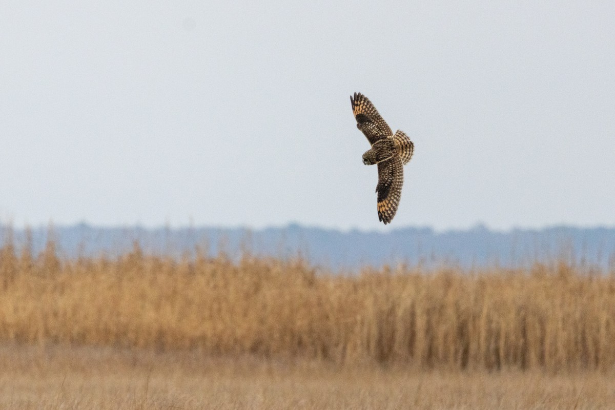 Búho Campestre (Norteño) - ML646494792