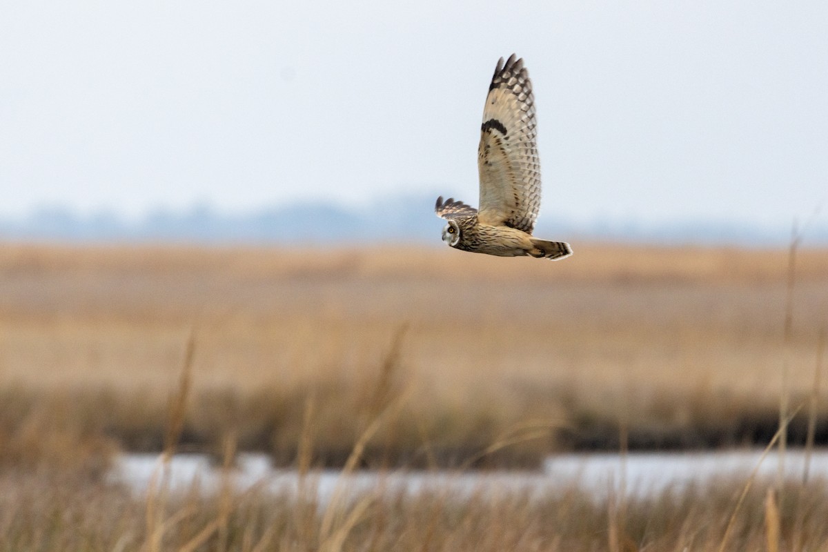 Búho Campestre (Norteño) - ML646494793