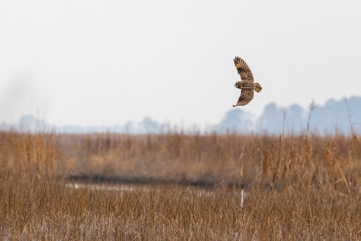 Búho Campestre (Norteño) - ML646494798