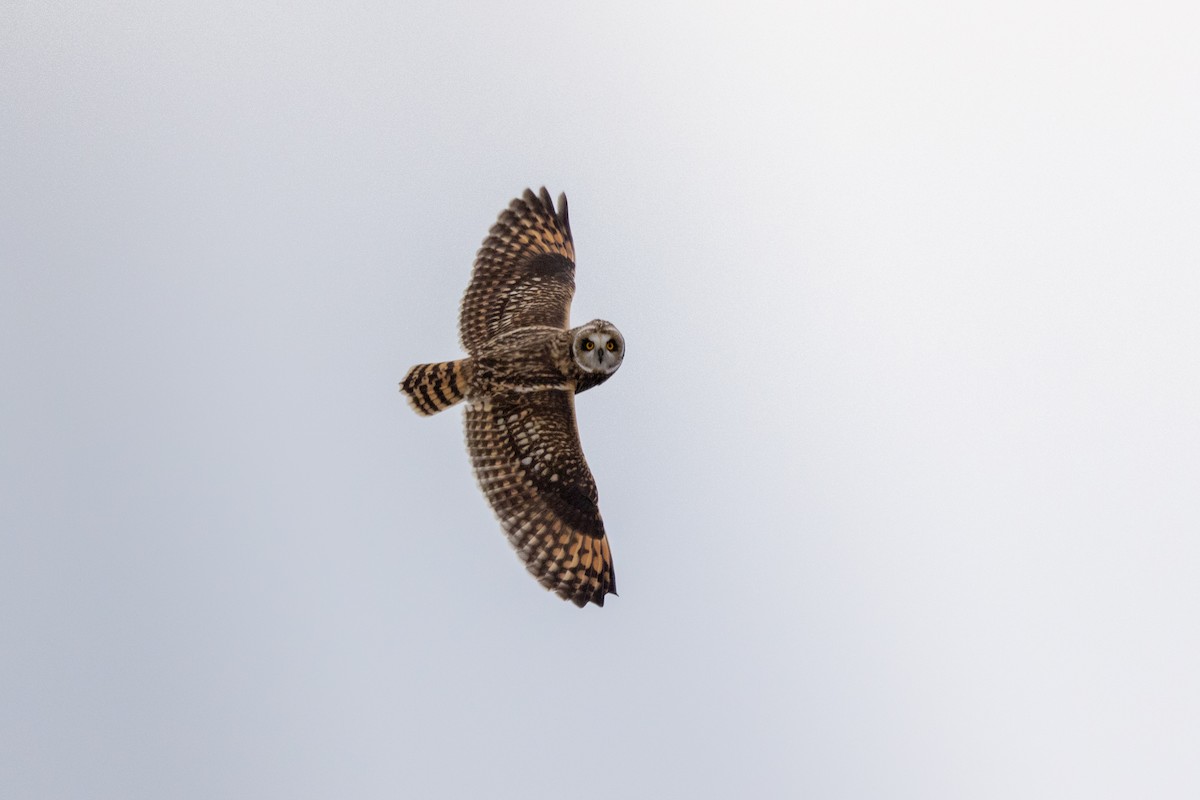 Búho Campestre (Norteño) - ML646494802