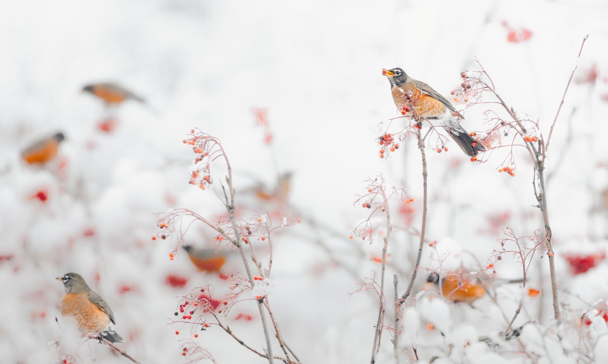 vandretrost (migratorius gr.) - ML646494806