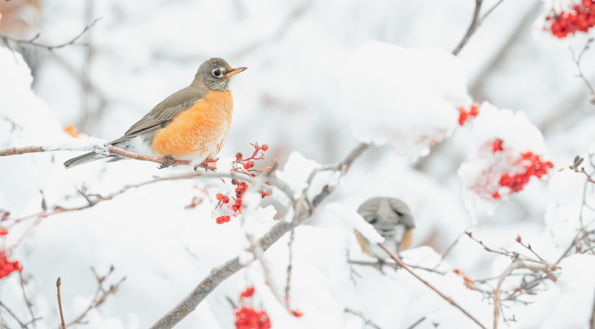 vandretrost (migratorius gr.) - ML646494807