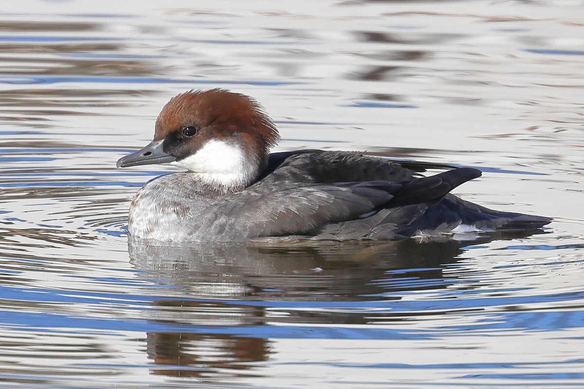 lappfiskand - ML646494809