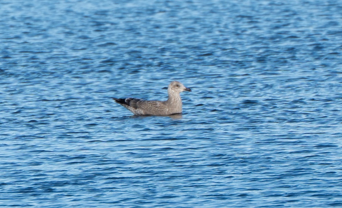 שחף בלתי-מזוהה (גדול) - ML646494814