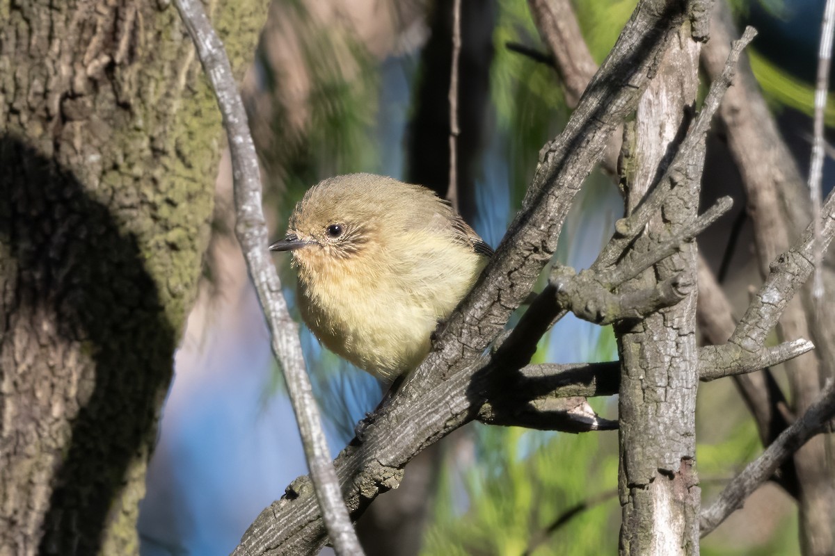 Yellow Thornbill - ML646494815