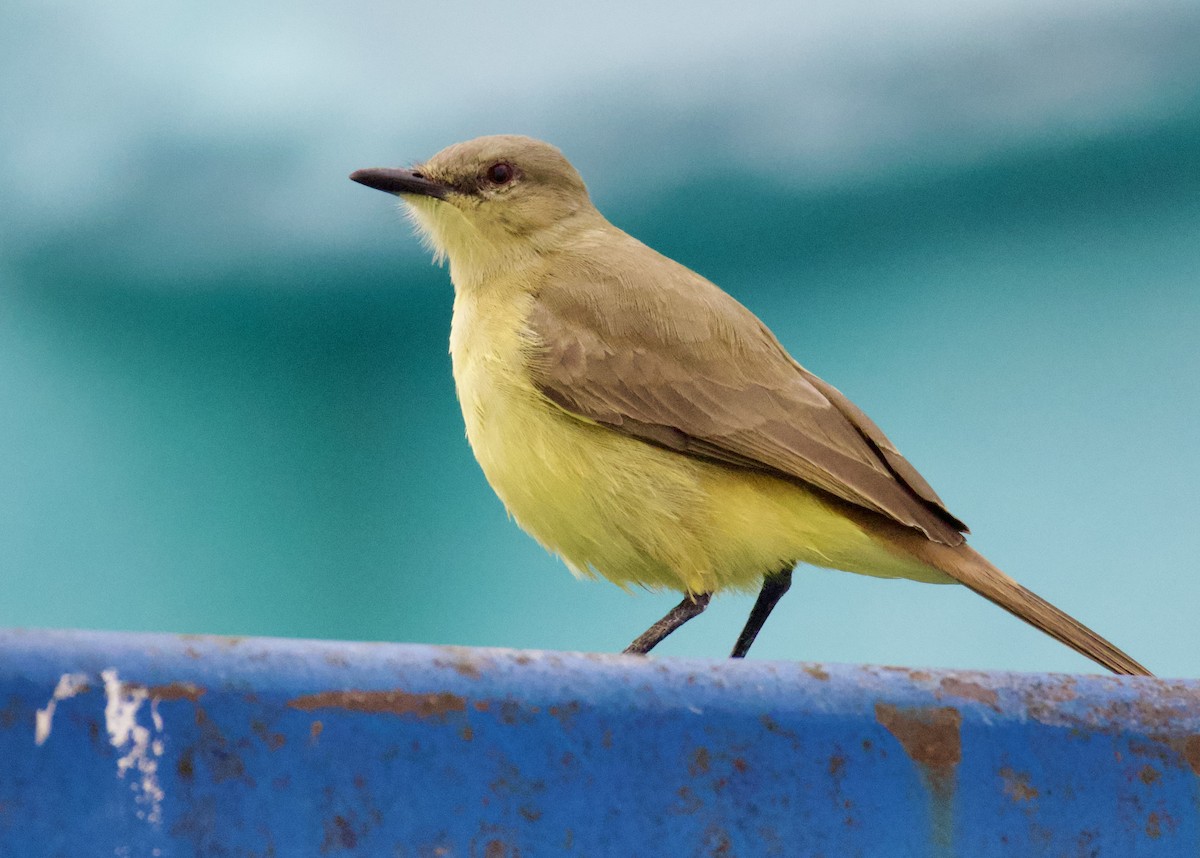 Cattle Tyrant - ML646494817