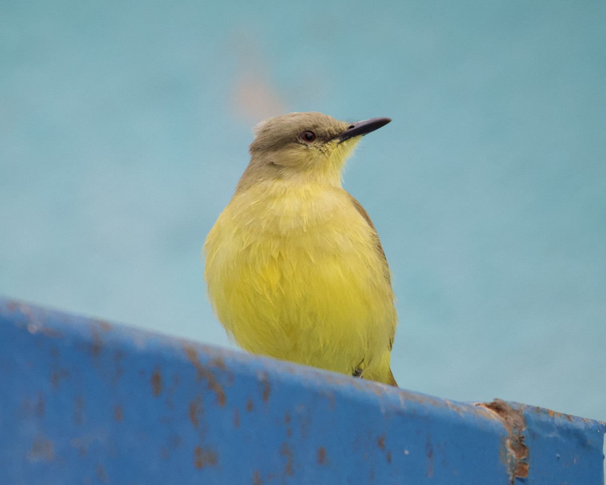 Cattle Tyrant - ML646494818