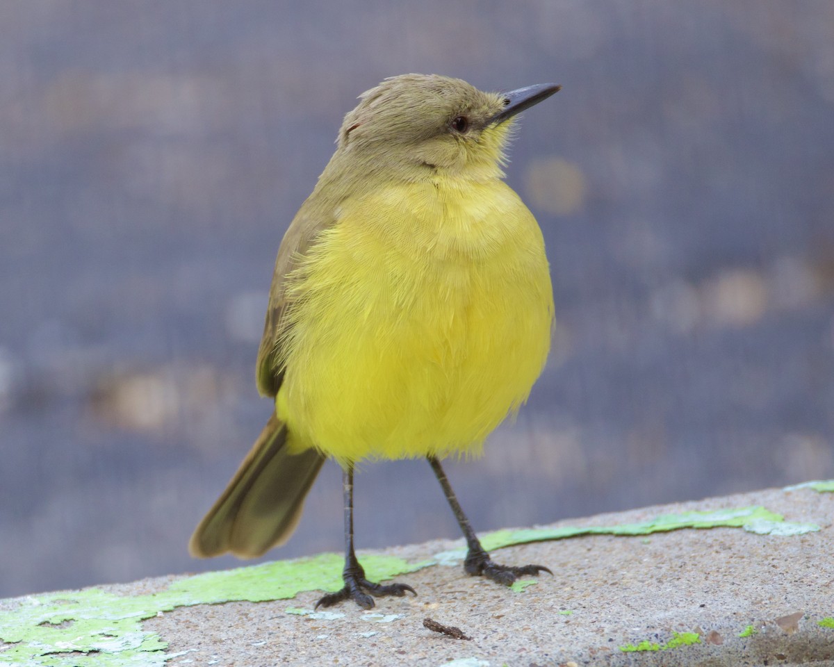 Cattle Tyrant - ML646494819